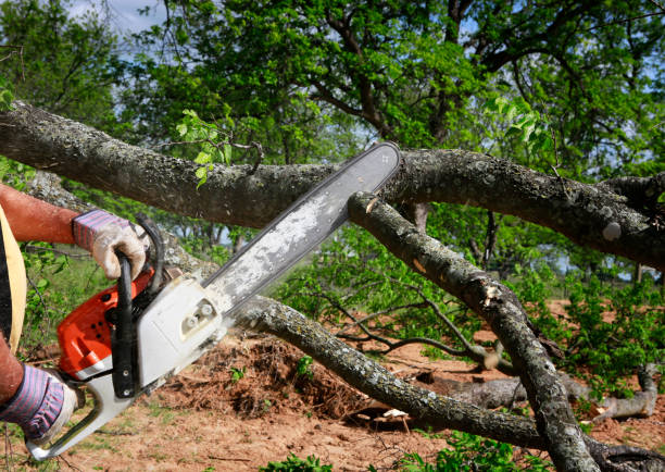 Best Arborist Services Near Me  in El Monte, CA